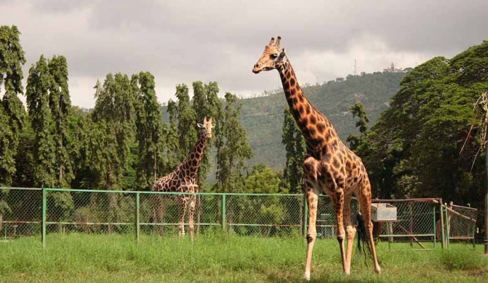 Mysore Zoo, Mysuru, India